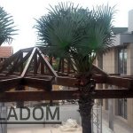 Leskovac pergola 11